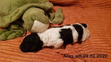 ares woche