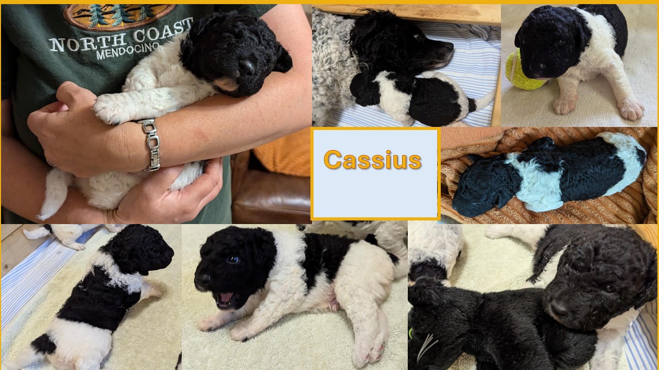 Cassisus 2024 06 29