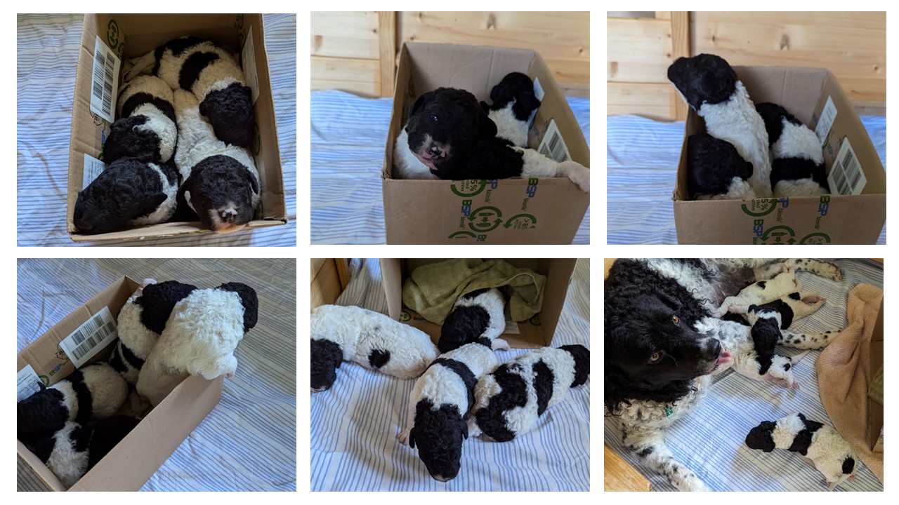 Dogsinthebox