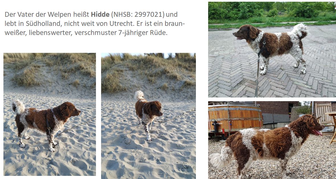 Hidde2